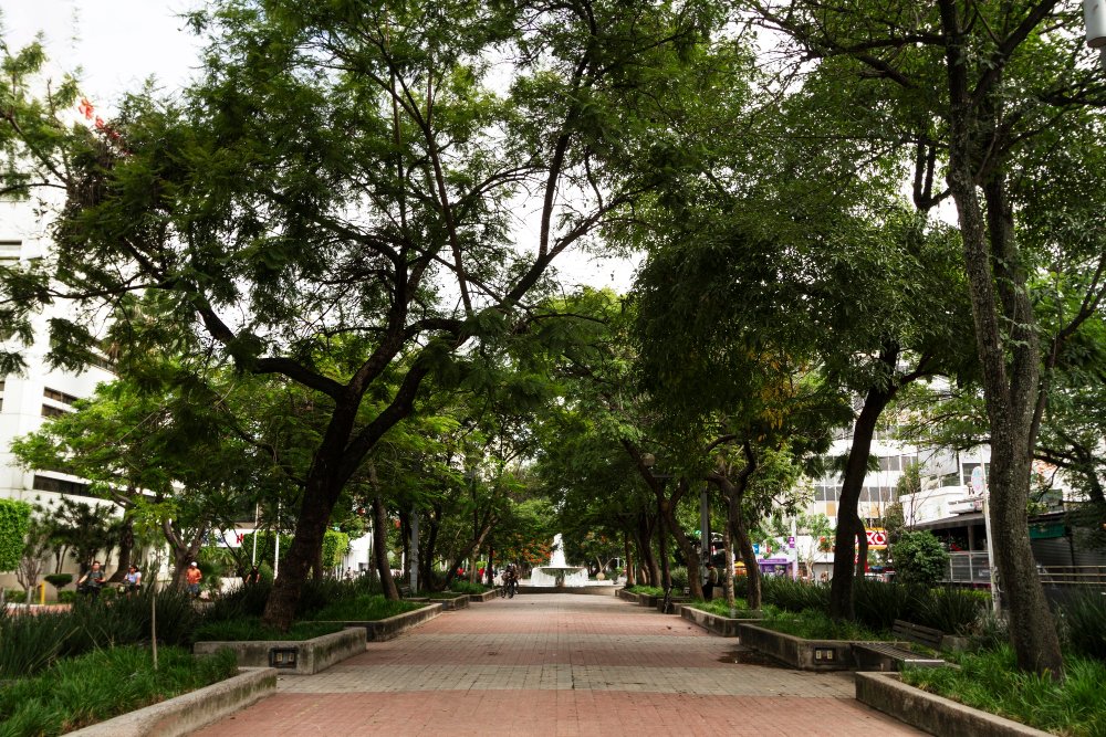 AEVC promove palestra sobre Arborização Urbana e reforça a importância do planejamento sustentável das cidades